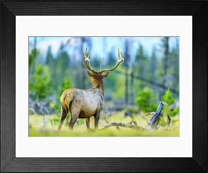 Framed Print : Bull Elk, Jasper National Park, Canada Framed Print : Bull Elk, Jasper National Park, Canada