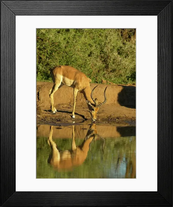 Framed Print : Impala (Aepyceros melampus melampus) drinking at waterhole Framed Print : Impala (Aepyceros melampus melampus) drinking at waterhole