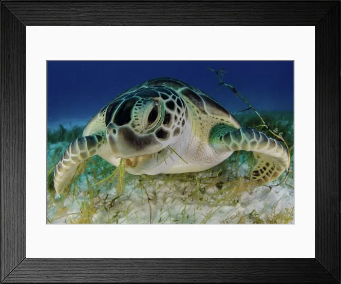 Framed Print : Green turtle (Chelonia mydas) feeding on sea grass in Cancun water