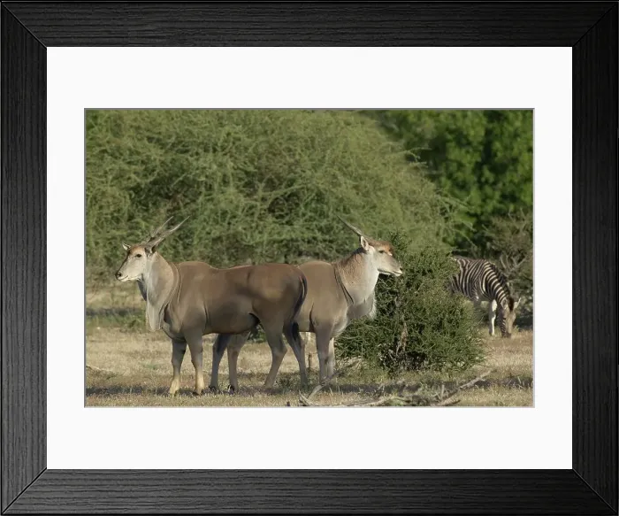 Framed Print : Eland (Taurotragus oryx) in veld