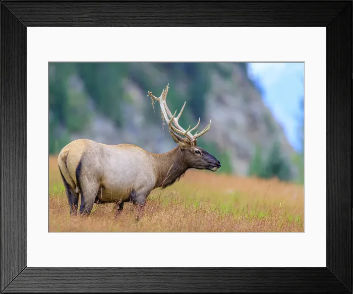 Framed Print : Bull Elk, Jasper National Park, Canada Framed Print : Bull Elk, Jasper National Park, Canada