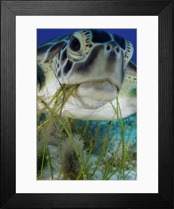 Framed Print : Green turtle (Chelonia mydas) feeding on sea grass in Cancun water