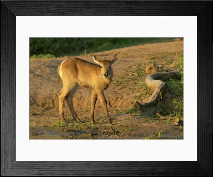Framed Print : Waterbuck (Kobus ellipisiprymnus) juvenile at edge of waterhole Framed Print : Waterbuck (Kobus ellipisiprymnus) juvenile at edge of waterhole