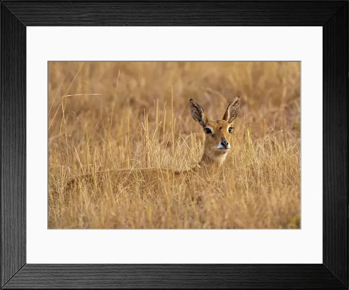 Framed Print : Oribi (Ourebia ourebi). Mlilwane Wildlife Sanctuary Framed Print : Oribi (Ourebia ourebi). Mlilwane Wildlife Sanctuary