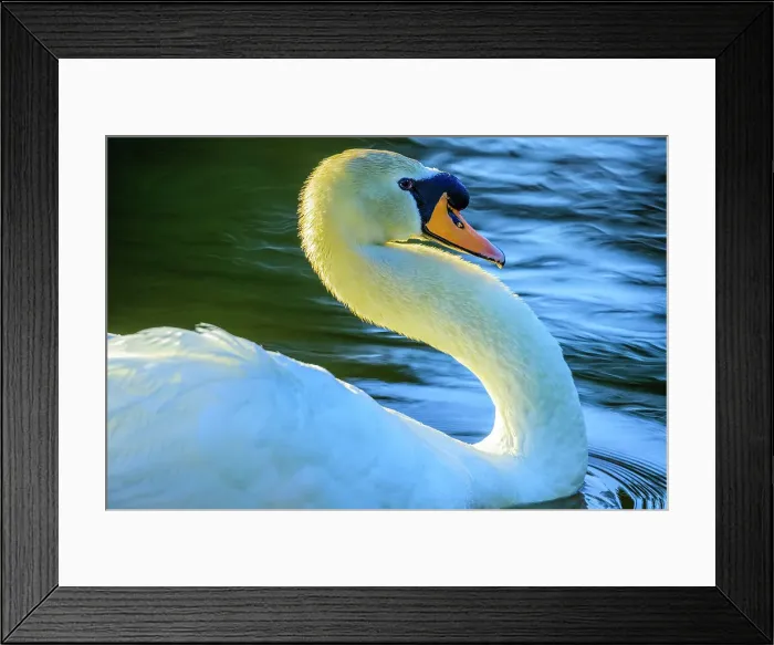 Framed Print : Mute Swan, British Columbia Framed Print : Mute Swan, British Columbia