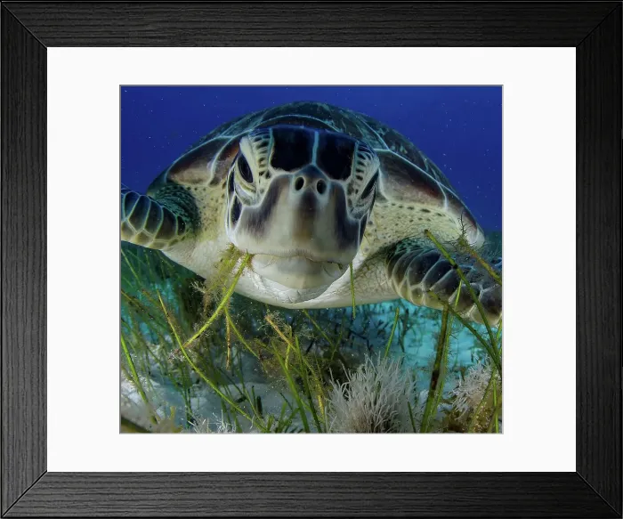 Framed Print : Green turtle (Chelonia mydas) feeding on sea grass in Cancun water Framed Print : Green turtle (Chelonia mydas) feeding on sea grass in Cancun water