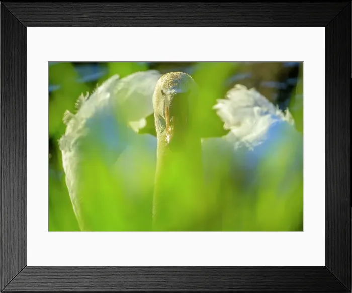 Framed Print : Mute Swan, British Columbia