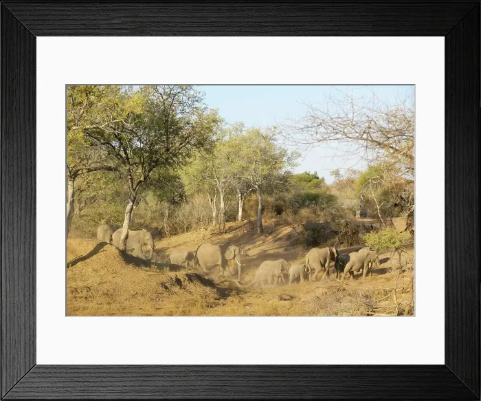 Framed Print : African Elephant (Loxodonta africana) herd crossing dry river bed
