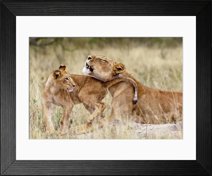 Framed Print : Lion (Panthera leo) female roaring and cub Framed Print : Lion (Panthera leo) female roaring and cub