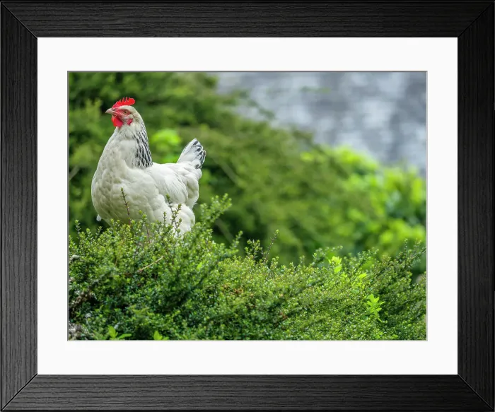 Framed Print : Town of Locronan, Brittany, France Framed Print : Town of Locronan, Brittany, France