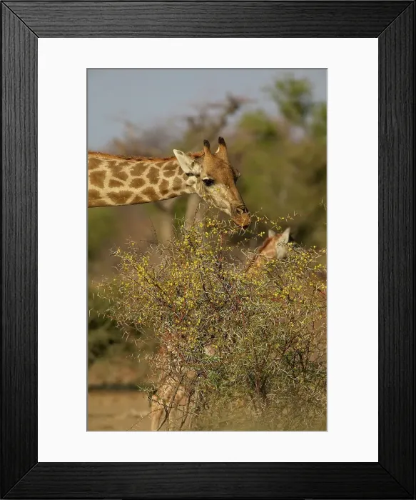 Framed Print : Giraffe (Giraffa camelopardis) feeding on a Scented Thorn Acacia (Acacia nilotica) Framed Print : Giraffe (Giraffa camelopardis) feeding on a Scented Thorn Acacia (Acacia nilotica)