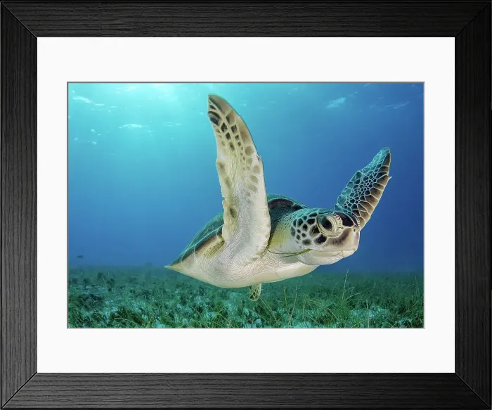 Framed Print : Green turtle (Chelonia mydas) feeding on sea grass in Cancun water Framed Print : Green turtle (Chelonia mydas) feeding on sea grass in Cancun water