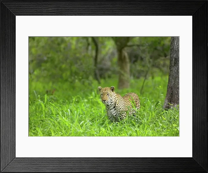 Framed Print : Leopard (Panthera pardus) walking in grass Framed Print : Leopard (Panthera pardus) walking in grass