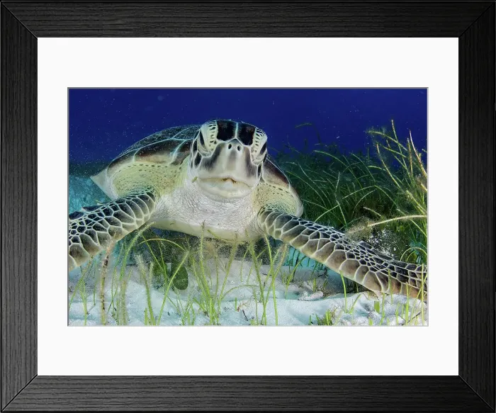 Framed Print : Green turtle (Chelonia mydas) feeding on sea grass in Cancun water Framed Print : Green turtle (Chelonia mydas) feeding on sea grass in Cancun water