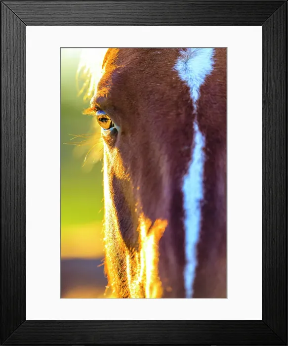 Framed Print : Hourse ranch in Alberta foothills country, Canada Framed Print : Hourse ranch in Alberta foothills country, Canada
