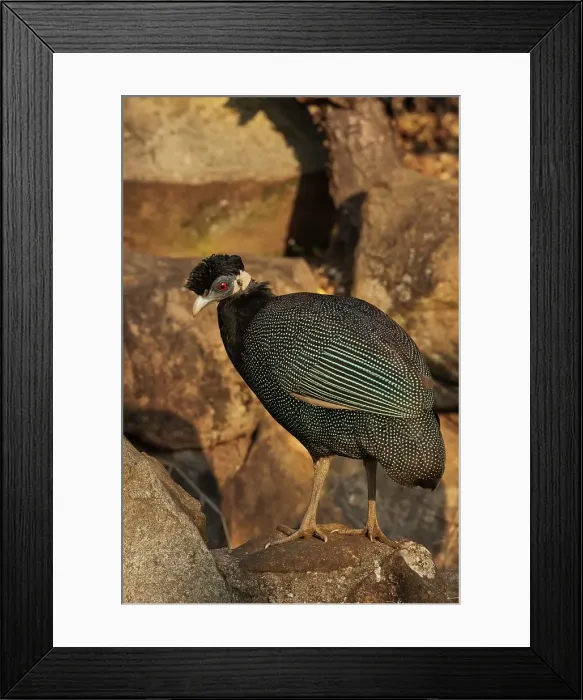 Framed Print : Crested Guineafowl (Guttera pucherani) Framed Print : Crested Guineafowl (Guttera pucherani)