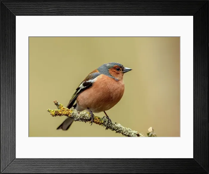 Framed Print : United Kingdom, Scotland, Dumfries Framed Print : United Kingdom, Scotland, Dumfries