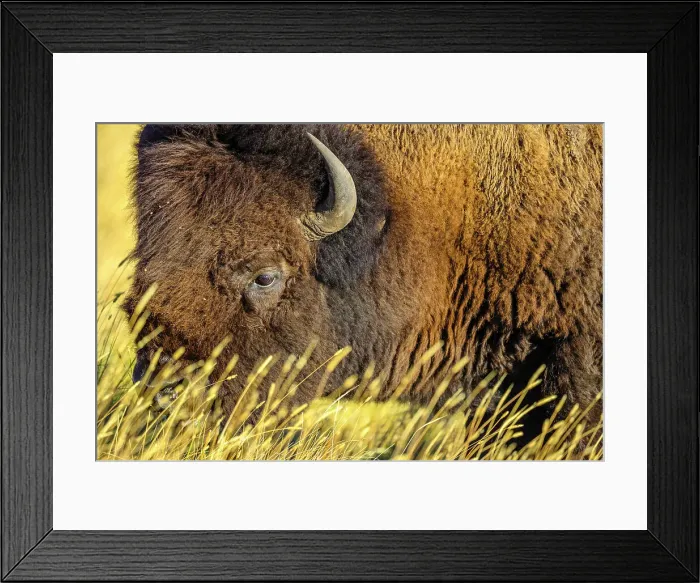 Framed Print : Bull Bison in Waterton National Park Framed Print : Bull Bison in Waterton National Park