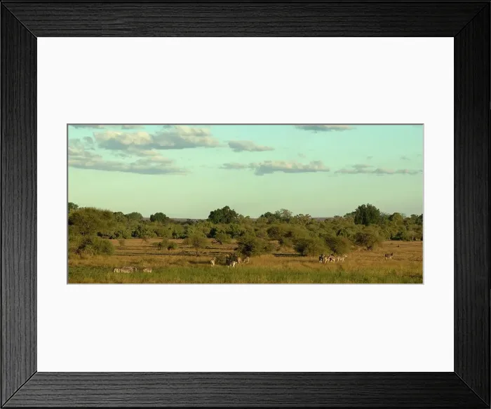 Framed Print : Burchell's Zebra (Equus burchelli) herd in veld Framed Print : Burchell's Zebra (Equus burchelli) herd in veld