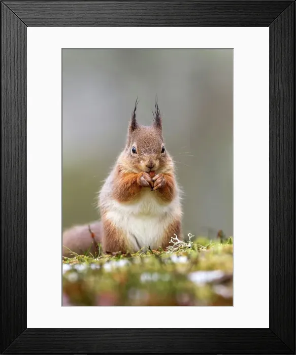 Framed Print : Red squirrel (Sciurus vulgaris) feeding in heather and grass