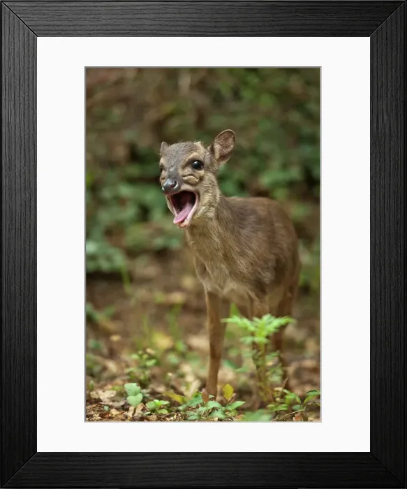 Framed Print : Blue Duiker (Philantomba monticola) Framed Print : Blue Duiker (Philantomba monticola)