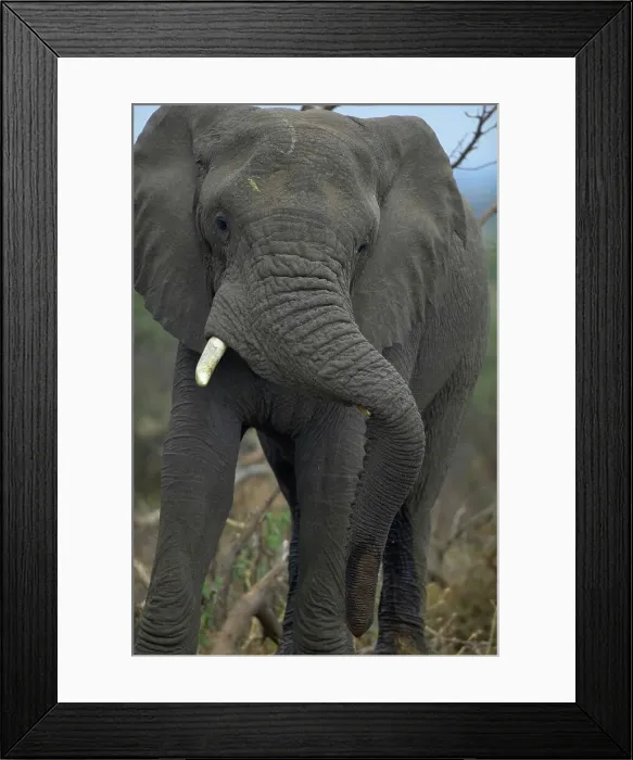 Framed Print : Elephant (Loxodonta africana) bull resting its trunk on one of his tusks