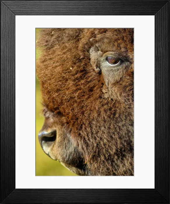 Framed Print : Bull Bison in Waterton National Park Framed Print : Bull Bison in Waterton National Park