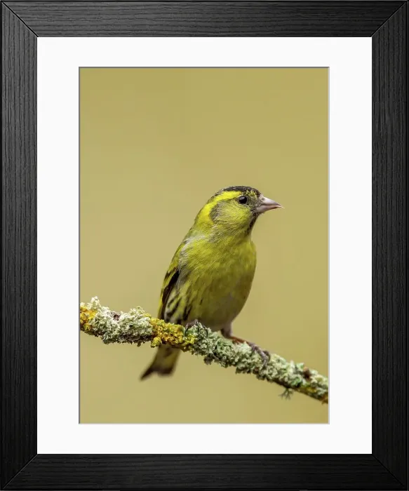 Framed Print : United Kingdom, Dumfries, (Eurasian) Siskin (Carduelis spinus) perching on twig