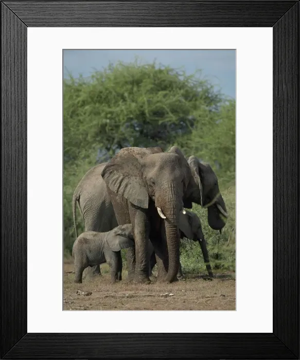 Framed Print : Elephant (Loxodonta africana) calf suckling from its mother Framed Print : Elephant (Loxodonta africana) calf suckling from its mother