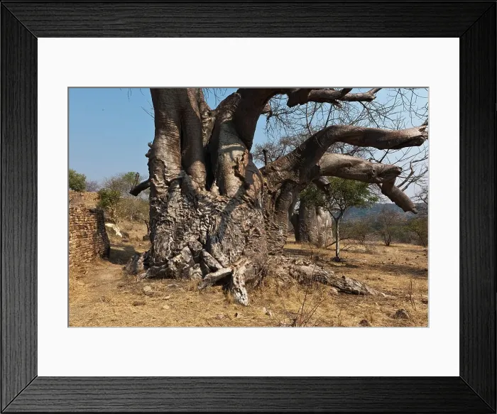 Framed Print : Kruger National Park. Mpumalanga. South Africa Framed Print : Kruger National Park. Mpumalanga. South Africa
