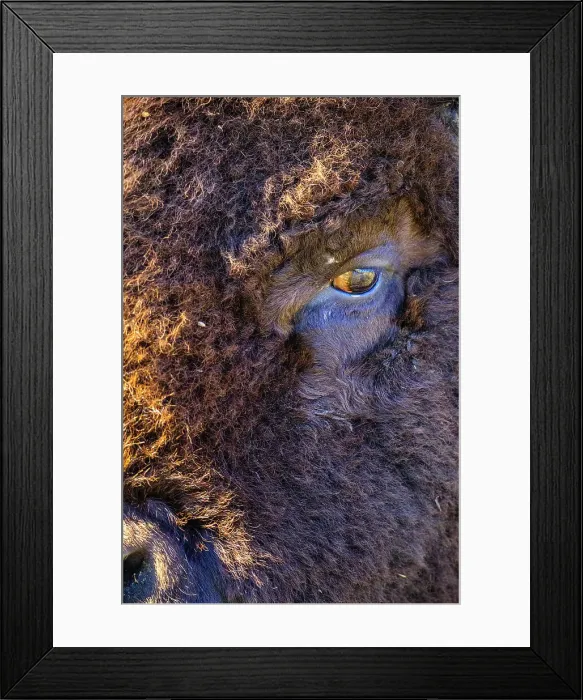 Framed Print : Bull Bison in Waterton National Park Framed Print : Bull Bison in Waterton National Park