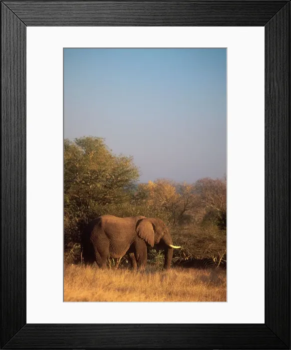Framed Print : Elephant in veld. MalaMala Game Reserve Framed Print : Elephant in veld. MalaMala Game Reserve