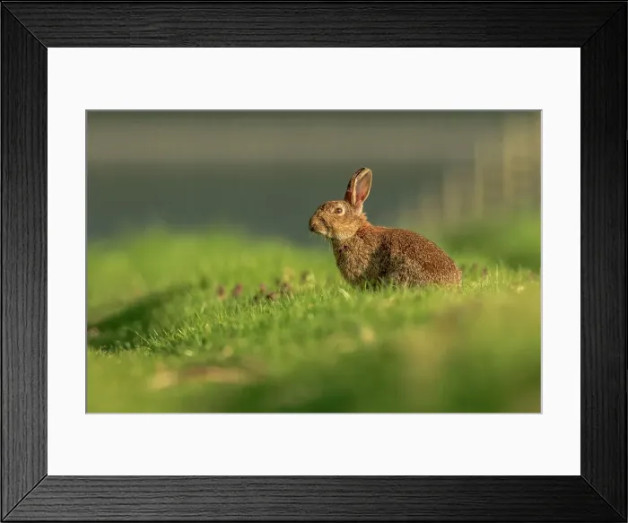 Framed Print : UK, Norfolk, Rabbit (Leporidae) in grass