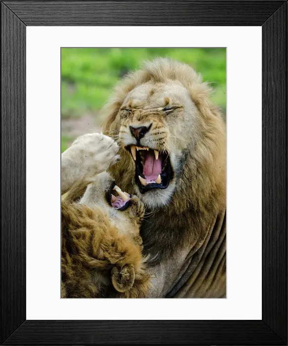 Framed Print : Lion (Panthera leo). MalaMala (Mala Mala) Game Reserve Framed Print : Lion (Panthera leo). MalaMala (Mala Mala) Game Reserve