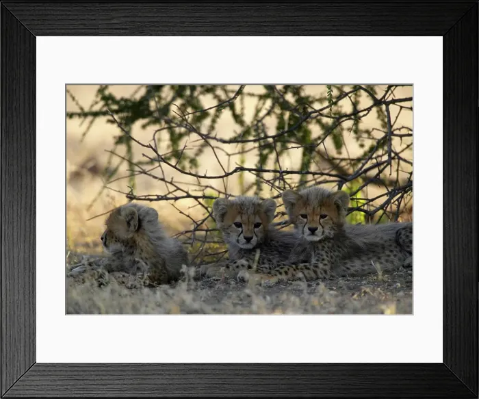 Framed Print : Cheetah (Acinonyx jubatus) cubs lying in shade Framed Print : Cheetah (Acinonyx jubatus) cubs lying in shade