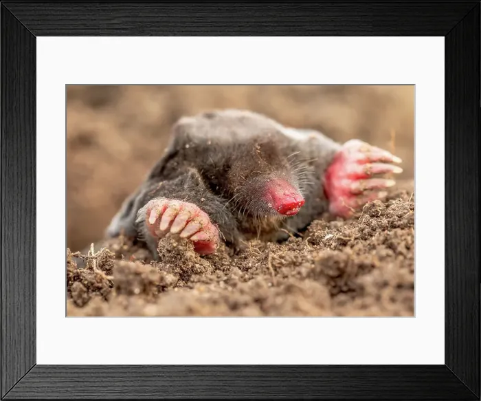 Framed Print : United Kingdom, Norfolk, (Common) Mole (Talpa europaea) Framed Print : United Kingdom, Norfolk, (Common) Mole (Talpa europaea)