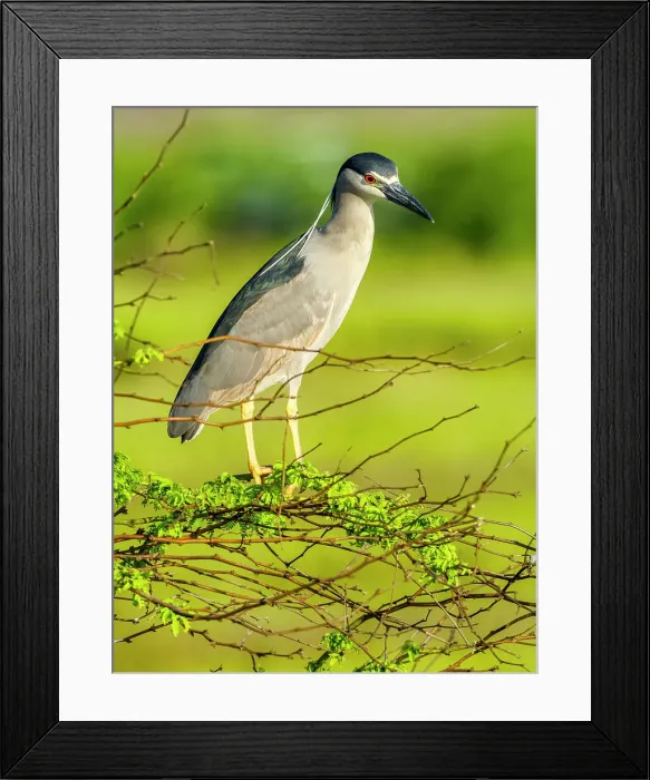 Framed Print : Black-Crowned Night Heron on Maui Hawaii