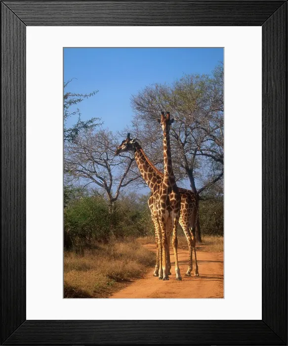 Framed Print : Giraffe in road. MalaMala Game Reserve Framed Print : Giraffe in road. MalaMala Game Reserve