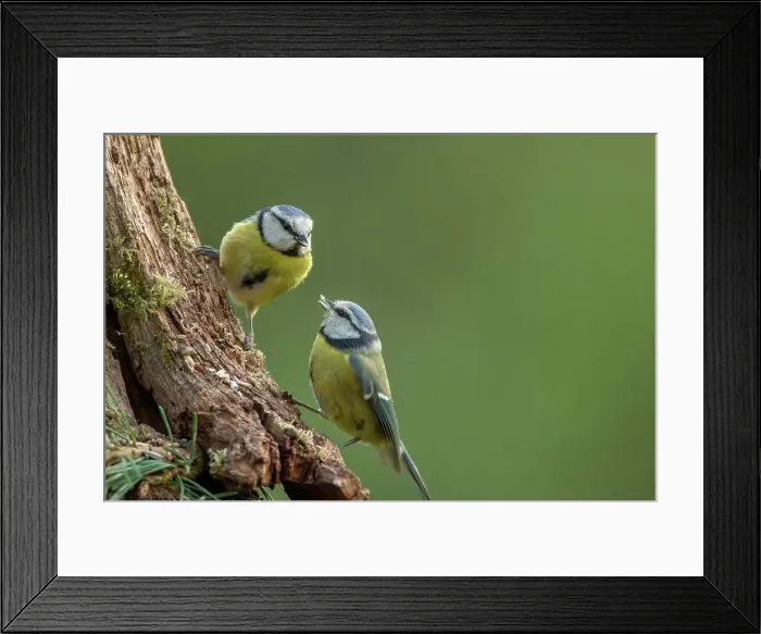 Framed Print : UK, Norfolk, Blue Tit (Purus caeruleus) male feeding female on tree branch
