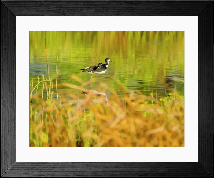 Framed Print : Hawaiian Stilt on Maui Hawaii Framed Print : Hawaiian Stilt on Maui Hawaii