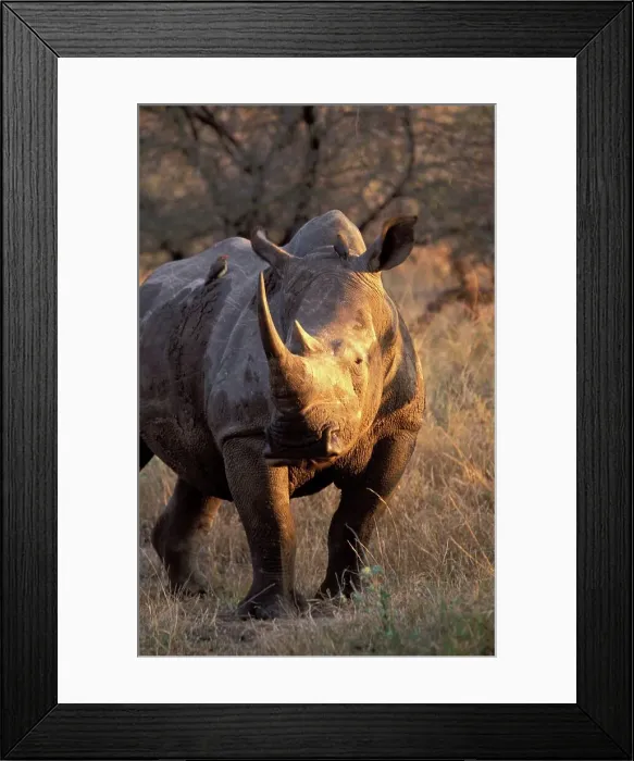Framed Print : White Rhino with oxpecker on its back Framed Print : White Rhino with oxpecker on its back