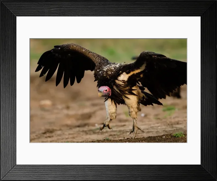 Framed Print : Greater Kruger National Park. Mpumalanga