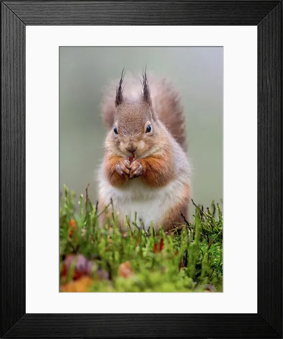 Framed Print : Red squirrel (Sciurus vulgaris) feeding in heather and grass Framed Print : Red squirrel (Sciurus vulgaris) feeding in heather and grass