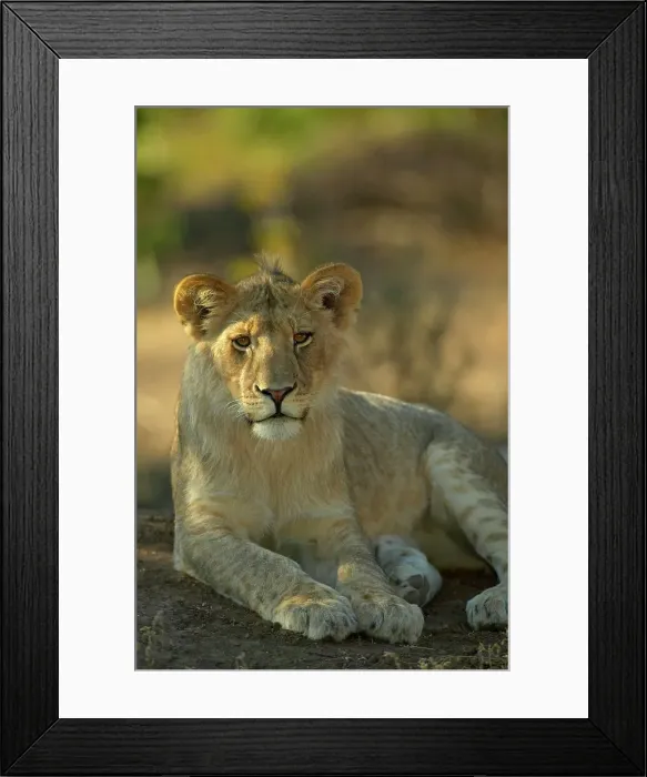 Framed Print : Lion (Panthera leo)cub on termite mound