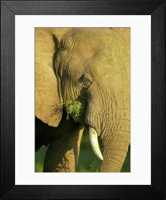 Framed Print : Elephant (Loxodonta africana) feeding Framed Print : Elephant (Loxodonta africana) feeding