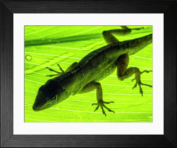 Framed Print : Gekko on Kauai Framed Print : Gekko on Kauai