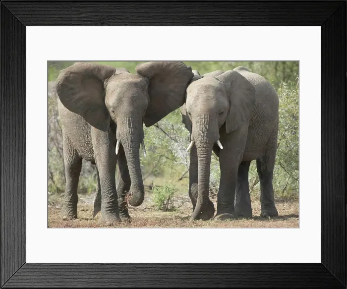 Framed Print : The Elephant (Loxodonta africana) on the right has aproached the one feeding on the left Framed Print : The Elephant (Loxodonta africana) on the right has aproached the one feeding on the left