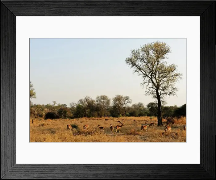 Framed Print : Madikwe Game Reserve. North West Province Framed Print : Madikwe Game Reserve. North West Province