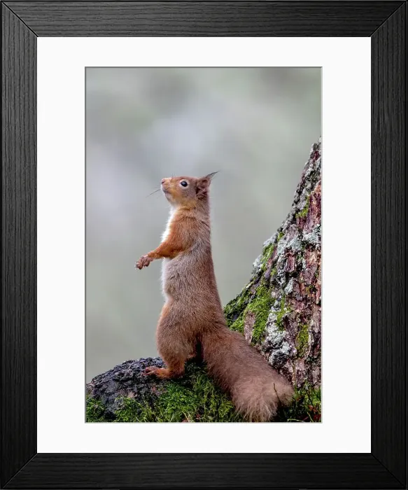 Framed Print : Red squirrel (Sciurus vulgaris) standing at tree base Framed Print : Red squirrel (Sciurus vulgaris) standing at tree base