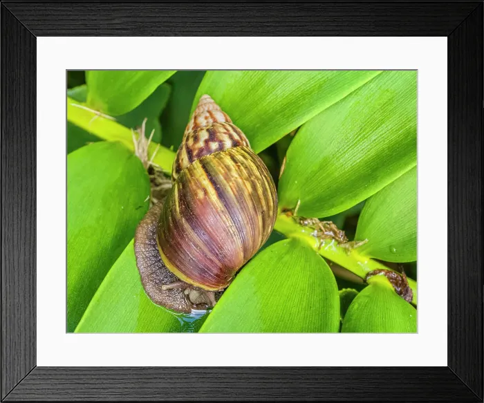Framed Print : Snail on Kauai Framed Print : Snail on Kauai
